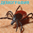Поторопитесь – клещ скоро проснётся! - Газета Муйская новь